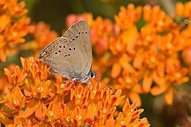 《狙击精英》工作室《原子陨落》明年3月发售 登陆全平台